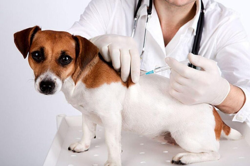 Вакцинация собак в Москве