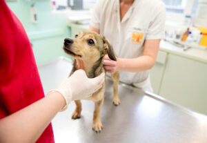 стерилизация собаки