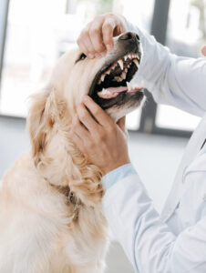 veterinar stomatolog
