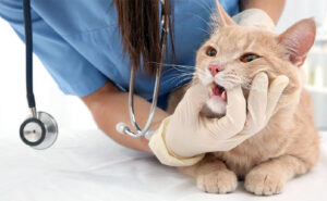 veterinar-stomatolog v moskve